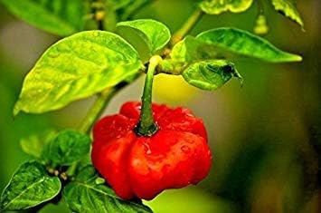 Red Cachucha Pepper Capsicum chinense seeds for home garden planting